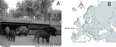 Annual short-burst mass anthelmintic administration reduces tuberculosis severity but not prevalence in a wildlife reservoir